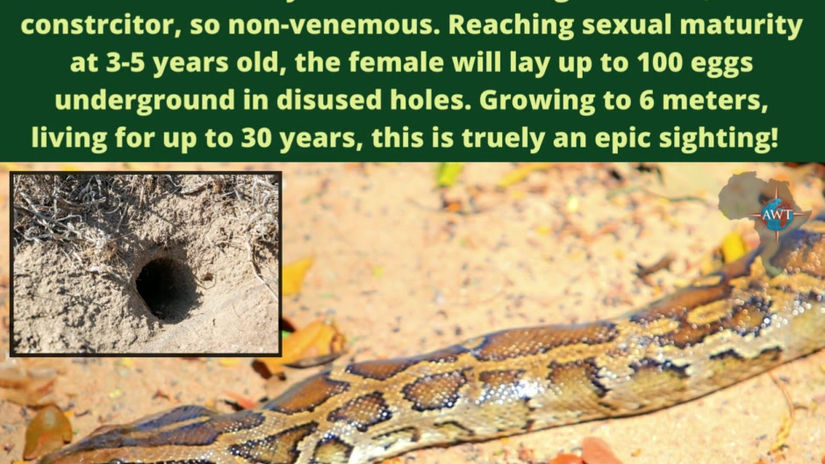 Rock Python